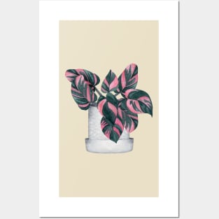 Philodendron Pink Princess Posters and Art